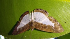 Lemoniadina