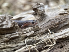 Plethodon ventralis
