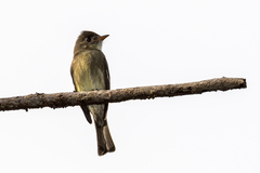 Contopus cinereus