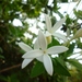 Bouvardia longiflora - Photo (c) ovilla82,  זכויות יוצרים חלקיות (CC BY-NC), הועלה על ידי ovilla82