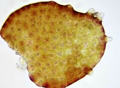 Frullania bolanderi