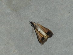 Uresiphita ornithopteralis