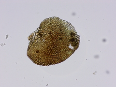 Frullania bolanderi