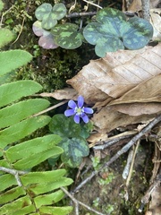 Hepatica