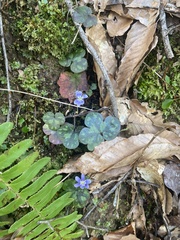 Hepatica