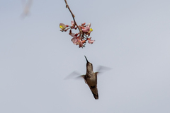 Coursetia glandulosa