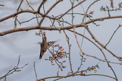 Coursetia glandulosa