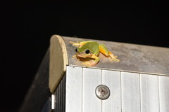 Hyla chinensis