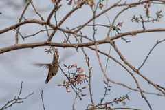 Coursetia glandulosa