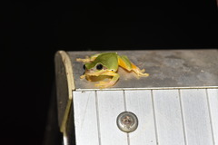 Hyla chinensis
