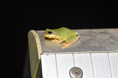 Hyla chinensis