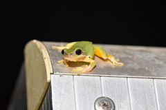 Hyla chinensis