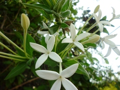 Bouvardia longiflora