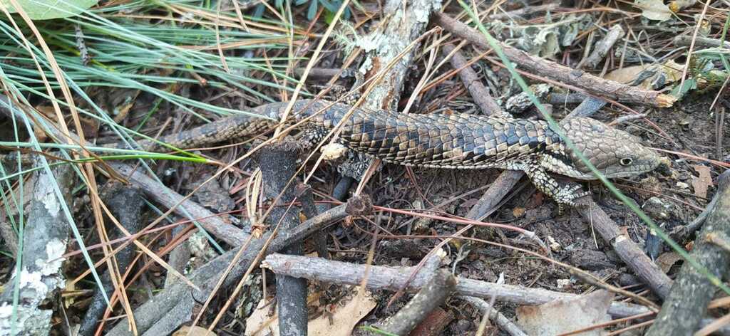 Martín del Campo’s Arboreal Alligator Lizard