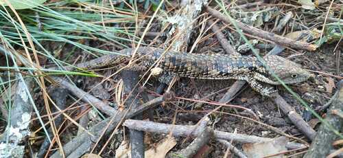 Martín del Campo’s Arboreal Alligator Lizard, Abronia martindelcampoi