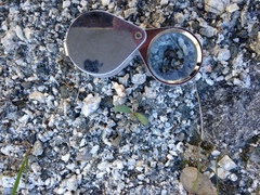 Astragalus tricarinatus