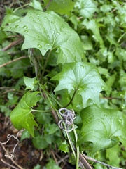 Delairea odorata