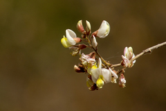 Coursetia glandulosa