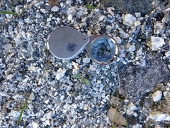 Astragalus tricarinatus