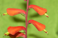 Castilleja tenuifolia