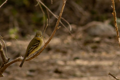 Empidonax occidentalis