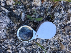 Astragalus tricarinatus