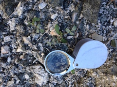 Astragalus tricarinatus