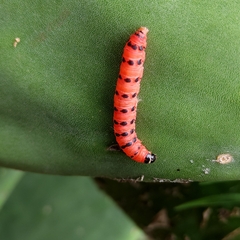 Cactoblastis cactorum