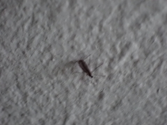 Sciaroidea