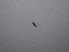 Sciaroidea