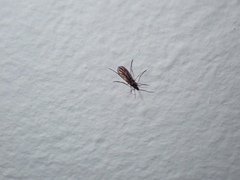 Sciaroidea