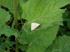 Polypogon tentacularia
