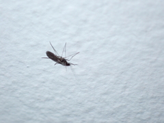 Sciaroidea