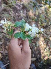 Melastomeae