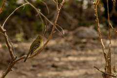 Empidonax occidentalis