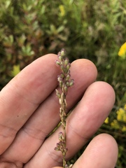 Anthenantia rufa