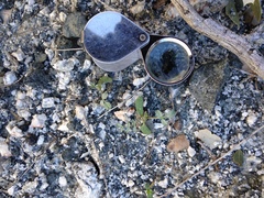 Astragalus tricarinatus