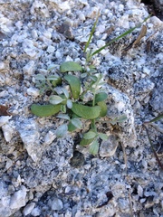 Astragalus tricarinatus