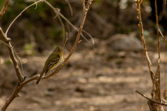 Empidonax occidentalis
