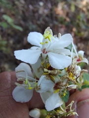 Melastomeae