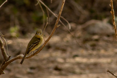 Empidonax occidentalis