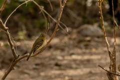Empidonax occidentalis