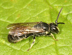 Hylaeus verticalis