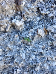 Astragalus tricarinatus