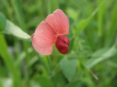 Lathyrus rotundifolius