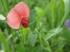 Lathyrus rotundifolius
