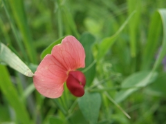 Lathyrus rotundifolius