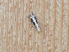 Ethmia semilugens