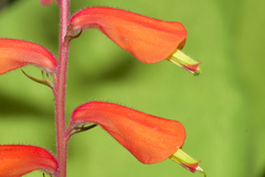 Castilleja tenuifolia