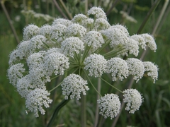 Seseli
